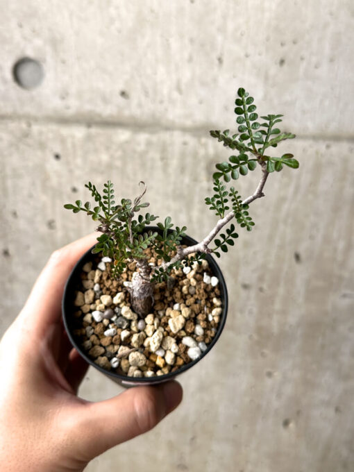 【現品限り】オペルクリカリア・パキプス 根挿し【AG12】 Operculicarya pachypus【植物】塊根植物 夏型 コーデックス - 画像 (2)