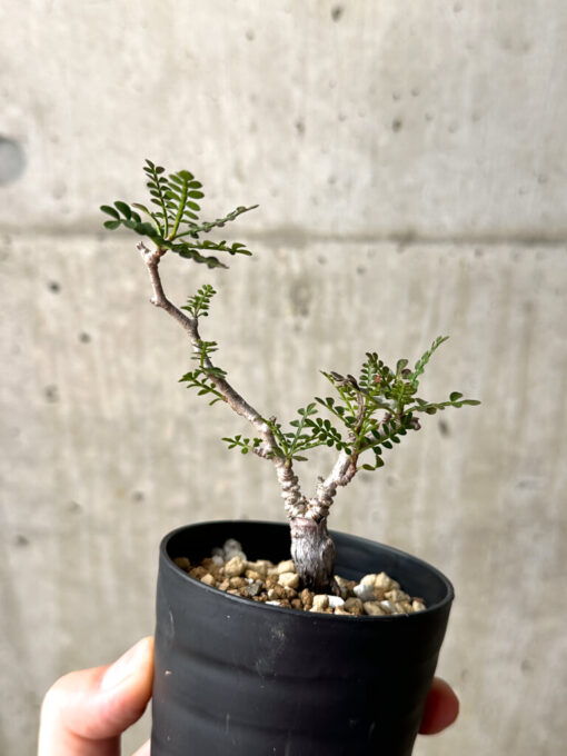【現品限り】オペルクリカリア・パキプス 根挿し【AG12】 Operculicarya pachypus【植物】塊根植物 夏型 コーデックス - 画像 (4)