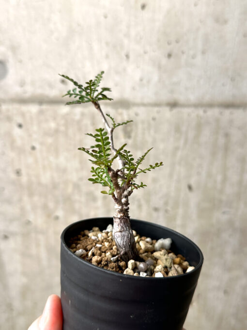 【現品限り】オペルクリカリア・パキプス 根挿し【AG12】 Operculicarya pachypus【植物】塊根植物 夏型 コーデックス - 画像 (5)