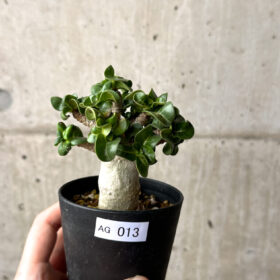 【現品限り】アデニウム・DHA 葉巻【AG13】 Adenium DHA【植物】塊根植物 夏型 コーデックス