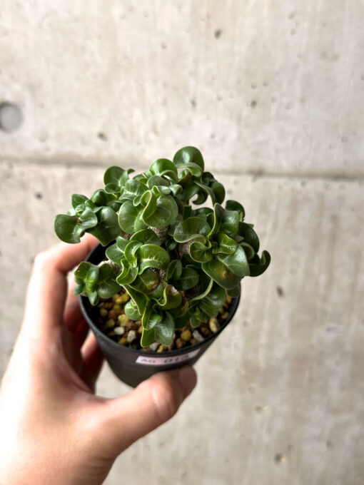 【現品限り】アデニウム・DHA 葉巻【AG13】 Adenium DHA【植物】塊根植物 夏型 コーデックス - 画像 (2)