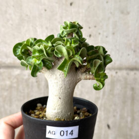 【現品限り】アデニウム・DHA 葉巻【AG14】 Adenium DHA【植物】塊根植物 夏型 コーデックス