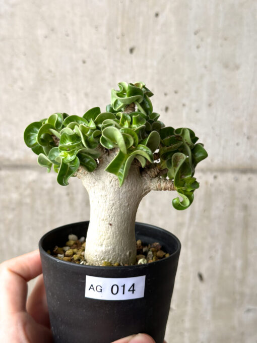 【現品限り】アデニウム・DHA 葉巻【AG14】 Adenium DHA【植物】塊根植物 夏型 コーデックス