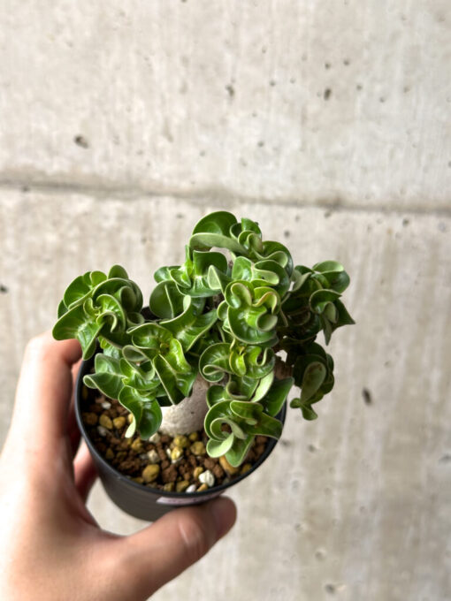 【現品限り】アデニウム・DHA 葉巻【AG14】 Adenium DHA【植物】塊根植物 夏型 コーデックス - 画像 (2)