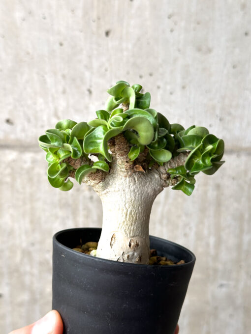 【現品限り】アデニウム・DHA 葉巻【AG14】 Adenium DHA【植物】塊根植物 夏型 コーデックス - 画像 (4)