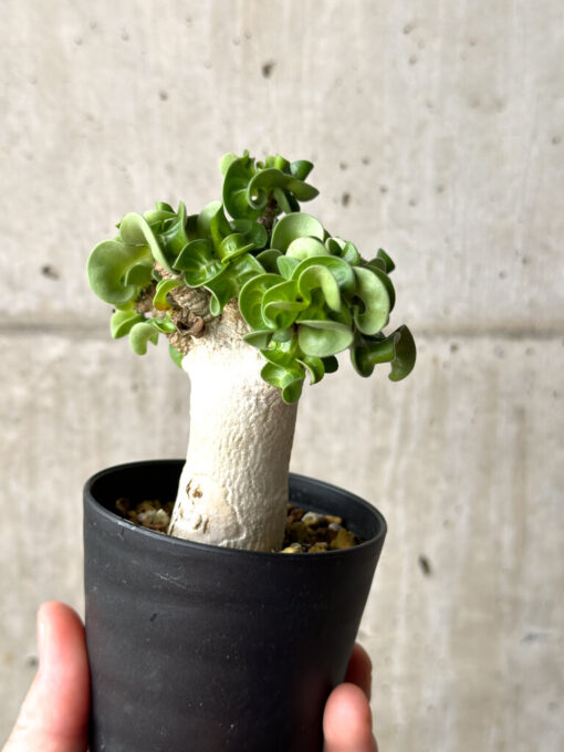 【現品限り】アデニウム・DHA 葉巻【AG14】 Adenium DHA【植物】塊根植物 夏型 コーデックス - 画像 (5)