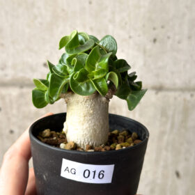 【現品限り】アデニウム・DHA 葉巻【AG16】 Adenium DHA【植物】塊根植物 夏型 コーデックス
