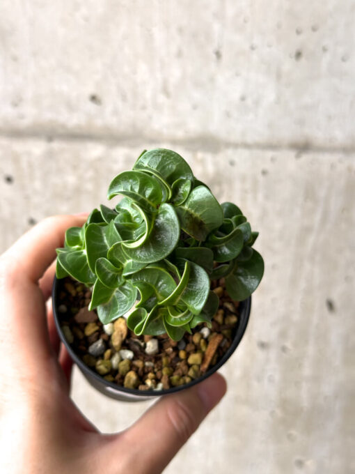 【現品限り】アデニウム・DHA 葉巻【AG16】 Adenium DHA【植物】塊根植物 夏型 コーデックス - 画像 (2)
