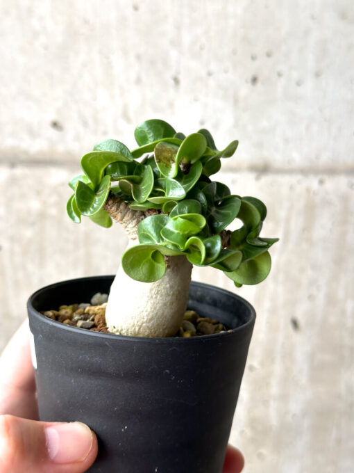 【現品限り】アデニウム・DHA 葉巻【AG16】 Adenium DHA【植物】塊根植物 夏型 コーデックス - 画像 (3)