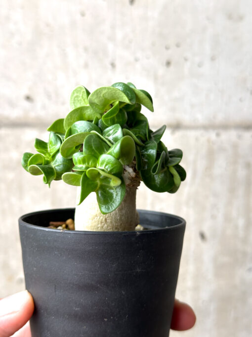 【現品限り】アデニウム・DHA 葉巻【AG16】 Adenium DHA【植物】塊根植物 夏型 コーデックス - 画像 (4)