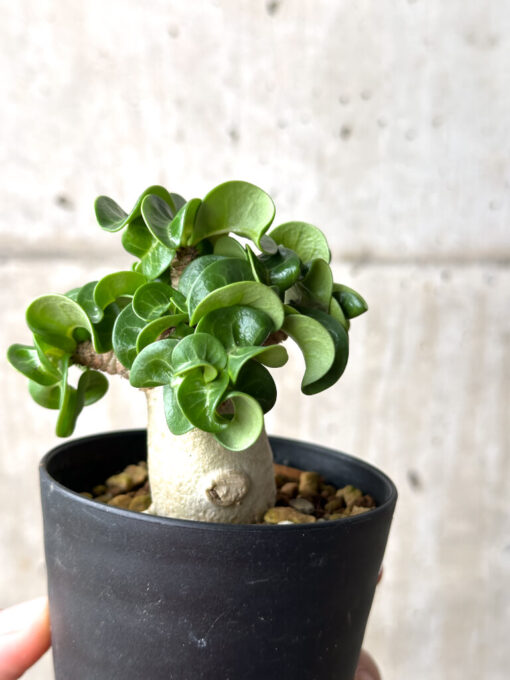 【現品限り】アデニウム・DHA 葉巻【AG16】 Adenium DHA【植物】塊根植物 夏型 コーデックス - 画像 (5)