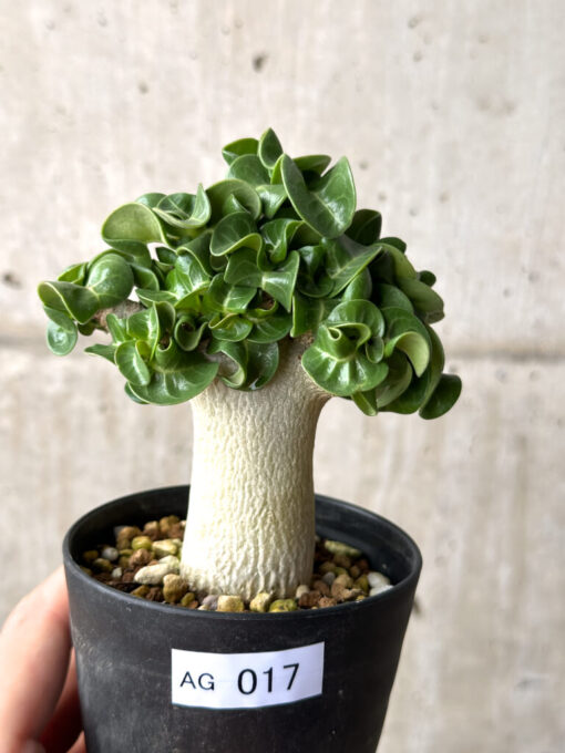 【現品限り】アデニウム・DHA 葉巻【AG17】 Adenium DHA【植物】塊根植物 夏型 コーデックス