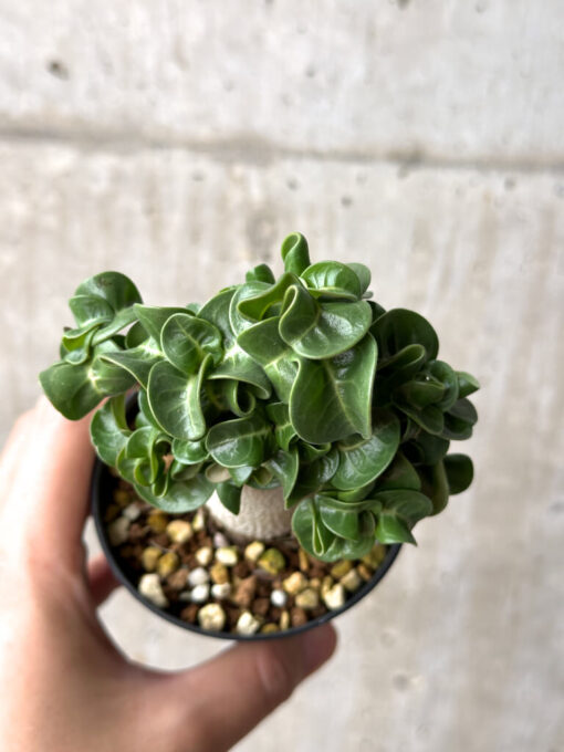 【現品限り】アデニウム・DHA 葉巻【AG17】 Adenium DHA【植物】塊根植物 夏型 コーデックス - 画像 (2)