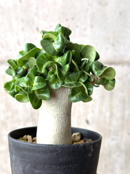 【現品限り】アデニウム・DHA 葉巻【AG17】 Adenium DHA【植物】塊根植物 夏型 コーデックス - 画像 (4)