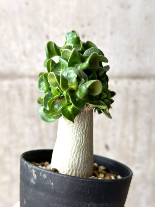 【現品限り】アデニウム・DHA 葉巻【AG17】 Adenium DHA【植物】塊根植物 夏型 コーデックス - 画像 (5)
