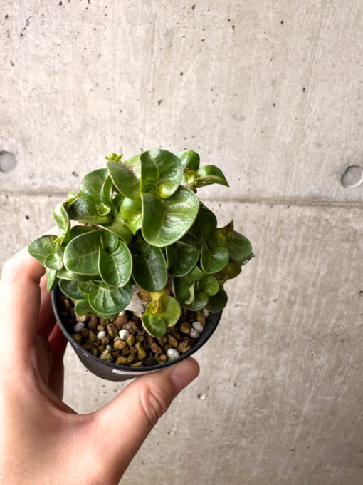 【現品限り】アデニウム・DHA 葉巻【AG18】 Adenium DHA【植物】塊根植物 夏型 コーデックス - 画像 (2)