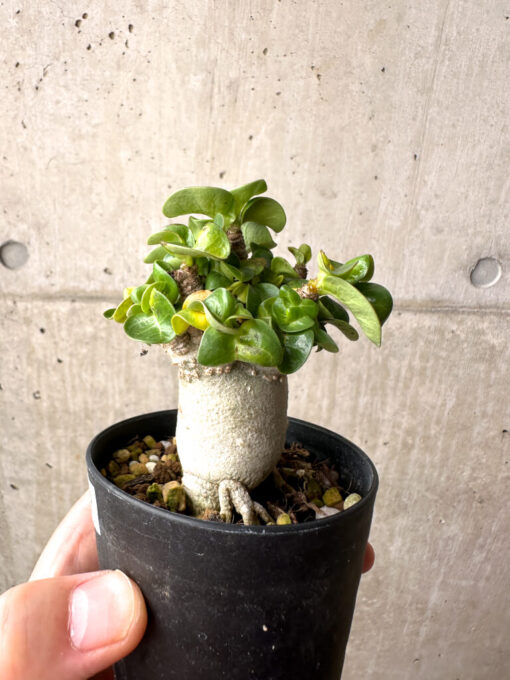 【現品限り】アデニウム・DHA 葉巻【AG18】 Adenium DHA【植物】塊根植物 夏型 コーデックス - 画像 (3)