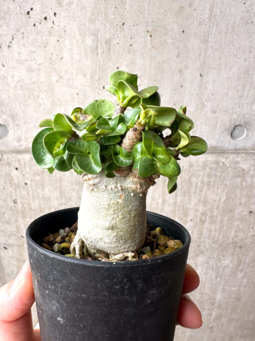 【現品限り】アデニウム・DHA 葉巻【AG18】 Adenium DHA【植物】塊根植物 夏型 コーデックス - 画像 (4)