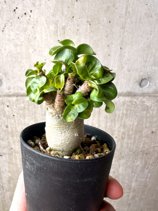 【現品限り】アデニウム・DHA 葉巻【AG18】 Adenium DHA【植物】塊根植物 夏型 コーデックス - 画像 (5)