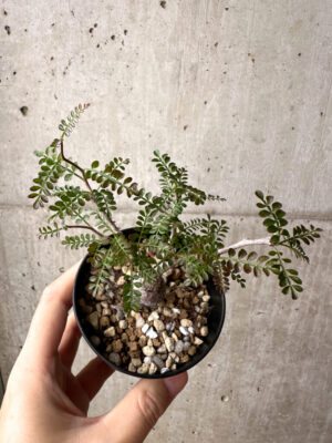 プラントブラザーズ