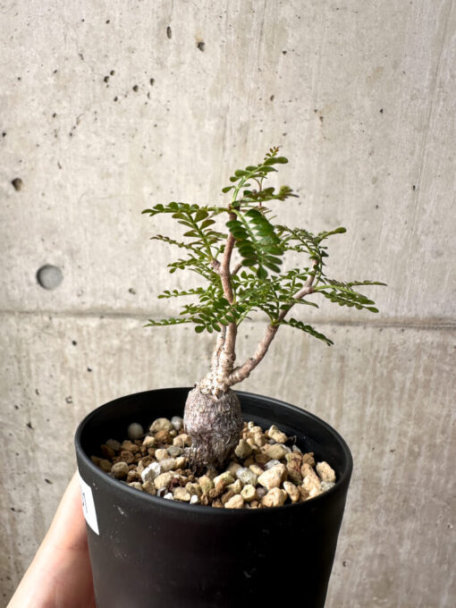 【現品限り】オペルクリカリア・パキプス 根挿し【AG1】 Operculicarya pachypus【植物】塊根植物 夏型 コーデックス - 画像 (3)
