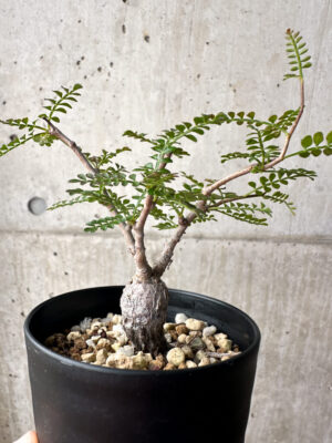 プラントブラザーズ