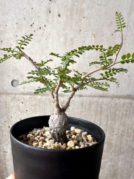 【現品限り】オペルクリカリア・パキプス 根挿し【AG1】 Operculicarya pachypus【植物】塊根植物 夏型 コーデックス - 画像 (4)