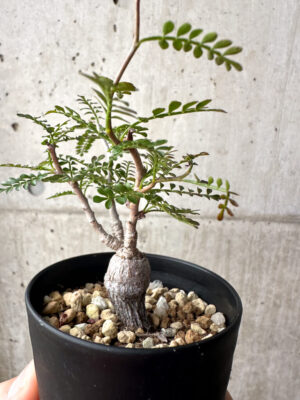 プラントブラザーズ