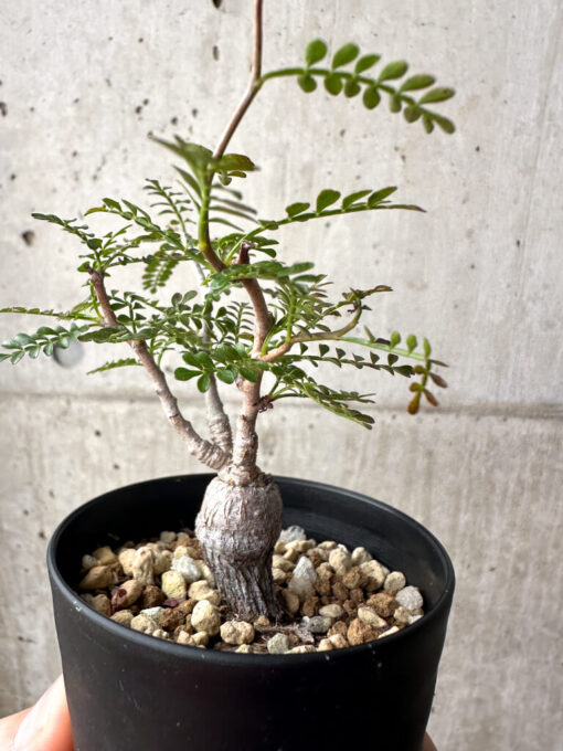 【現品限り】オペルクリカリア・パキプス 根挿し【AG1】 Operculicarya pachypus【植物】塊根植物 夏型 コーデックス - 画像 (5)