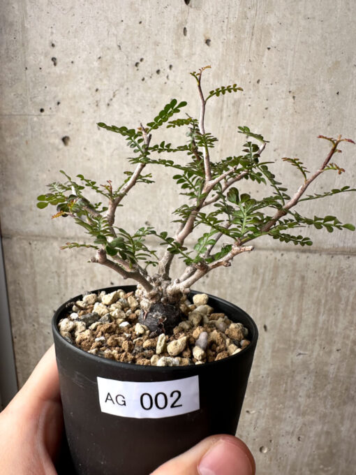 【現品限り】オペルクリカリア・パキプス 根挿し【AG2】 Operculicarya pachypus【植物】塊根植物 夏型 コーデックス