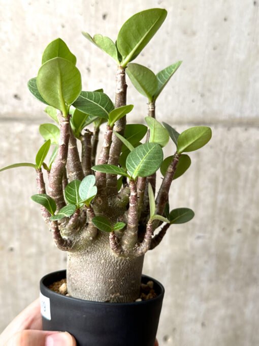 【現品限り】アデニウム・アラビカム ブラックスキン【AG20】 Adenium arabicum ‘Black skin’【植物】塊根植物 夏型 コーデックス - 画像 (3)