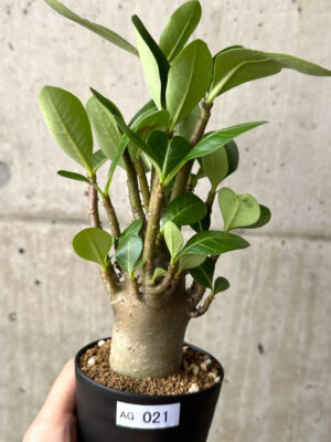 プラントブラザーズ