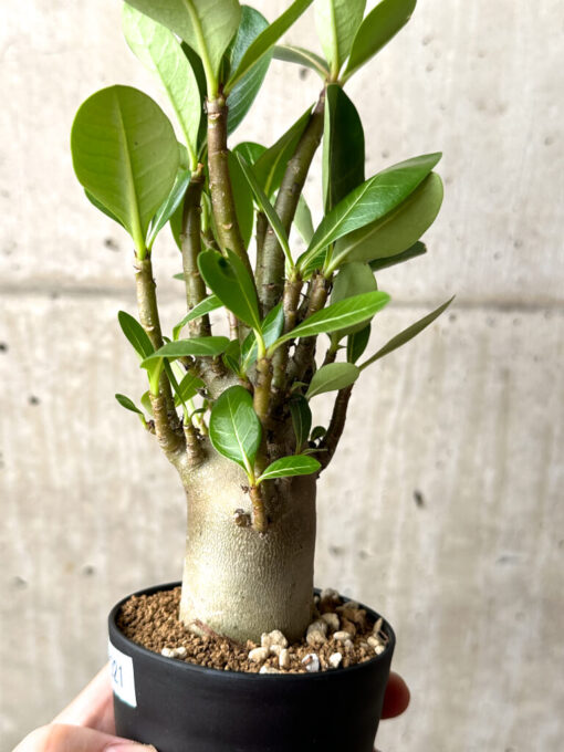 【現品限り】アデニウム・アラビカム ブラックスキン【AG21】 Adenium arabicum ‘Black skin’【植物】塊根植物 夏型 コーデックス - 画像 (3)