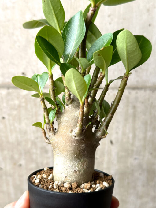 【現品限り】アデニウム・アラビカム ブラックスキン【AG21】 Adenium arabicum ‘Black skin’【植物】塊根植物 夏型 コーデックス - 画像 (4)