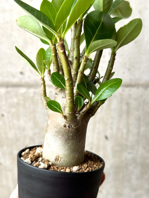 【現品限り】アデニウム・アラビカム ブラックスキン【AG21】 Adenium arabicum ‘Black skin’【植物】塊根植物 夏型 コーデックス - 画像 (5)