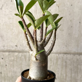 【現品限り】アデニウム・アラビカム ブラックスキン【AG22】 Adenium arabicum ‘Black skin’【植物】塊根植物 夏型 コーデックス