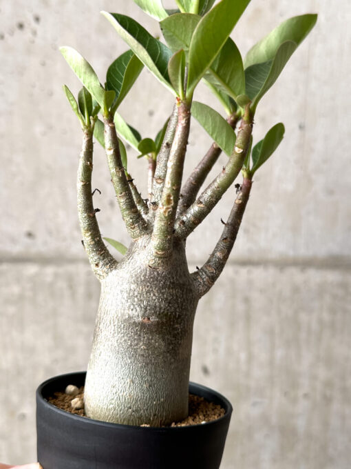 【現品限り】アデニウム・アラビカム ブラックスキン【AG22】 Adenium arabicum ‘Black skin’【植物】塊根植物 夏型 コーデックス - 画像 (4)