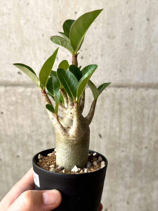 【現品限り】アデニウム・アラビカム ブラックスキン【AG23】 Adenium arabicum ‘Black skin’【植物】塊根植物 夏型 コーデックス - 画像 (3)