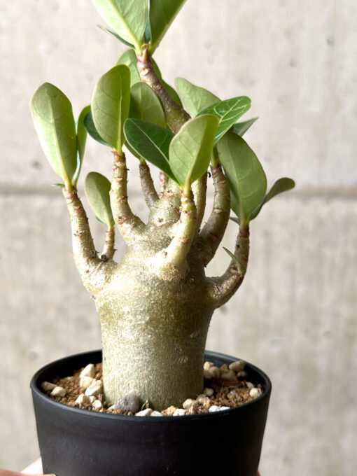 【現品限り】アデニウム・アラビカム ブラックスキン【AG23】 Adenium arabicum ‘Black skin’【植物】塊根植物 夏型 コーデックス - 画像 (4)