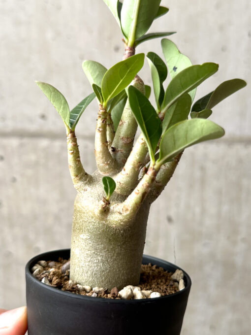 【現品限り】アデニウム・アラビカム ブラックスキン【AG23】 Adenium arabicum ‘Black skin’【植物】塊根植物 夏型 コーデックス - 画像 (5)