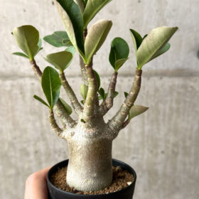 【現品限り】アデニウム・アラビカム ブラックスキン【AG24】 Adenium arabicum ‘Black skin’【植物】塊根植物 夏型 コーデックス