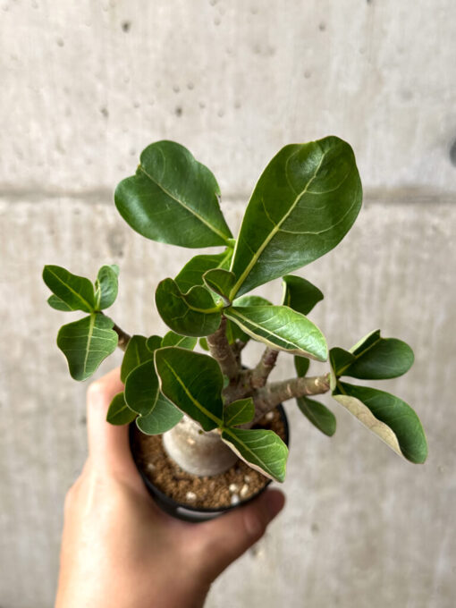 【現品限り】アデニウム・アラビカム ブラックスキン【AG24】 Adenium arabicum ‘Black skin’【植物】塊根植物 夏型 コーデックス - 画像 (2)