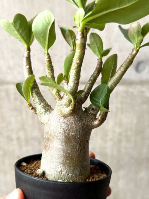 【現品限り】アデニウム・アラビカム ブラックスキン【AG24】 Adenium arabicum ‘Black skin’【植物】塊根植物 夏型 コーデックス - 画像 (4)