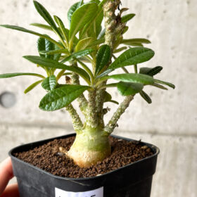 【現品限り】ドルステニア・ギガス 実生【AG25】 Dorstenia gigas【植物】塊根植物 夏型 コーデックス