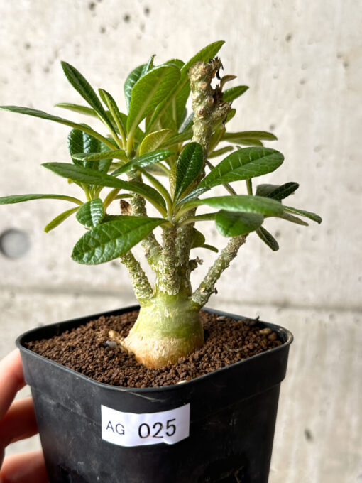 【現品限り】ドルステニア・ギガス 実生【AG25】 Dorstenia gigas【植物】塊根植物 夏型 コーデックス