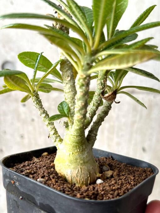 【現品限り】ドルステニア・ギガス 実生【AG25】 Dorstenia gigas【植物】塊根植物 夏型 コーデックス - 画像 (4)