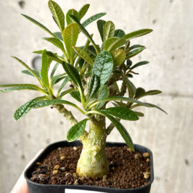 【現品限り】ドルステニア・ギガス 実生【AG26】 Dorstenia gigas【植物】塊根植物 夏型 コーデックス