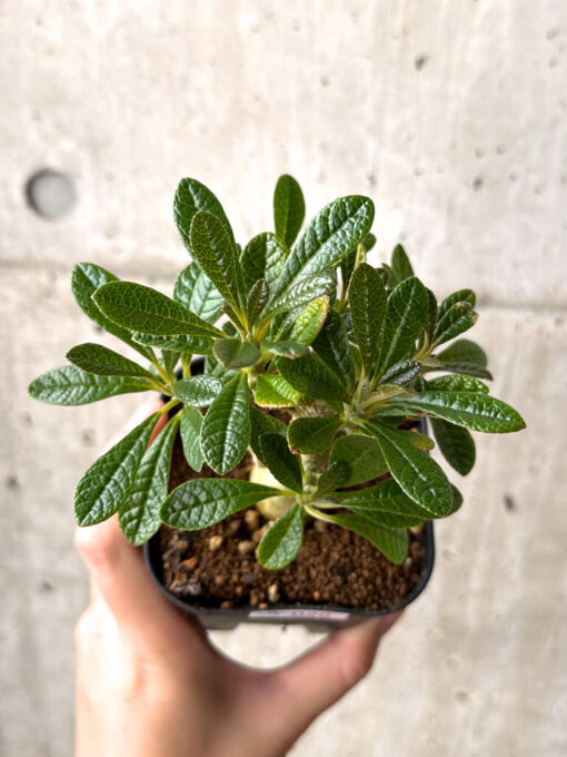 【現品限り】ドルステニア・ギガス 実生【AG26】 Dorstenia gigas【植物】塊根植物 夏型 コーデックス - 画像 (2)