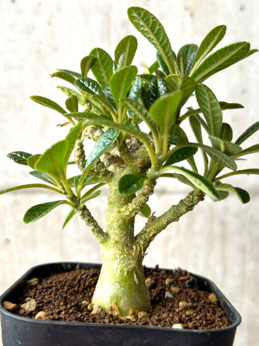 【現品限り】ドルステニア・ギガス 実生【AG26】 Dorstenia gigas【植物】塊根植物 夏型 コーデックス - 画像 (4)