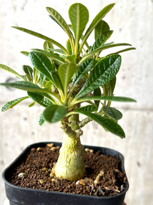【現品限り】ドルステニア・ギガス 実生【AG26】 Dorstenia gigas【植物】塊根植物 夏型 コーデックス - 画像 (5)